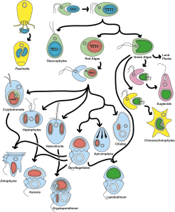 Evolutionary history of plastids
