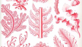 Artistic display of red algae