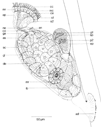 Micrognathozoans and Cycliophorans-Strangers in the animal tree (I)