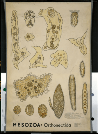 sammlungenhuberlin ortonectida