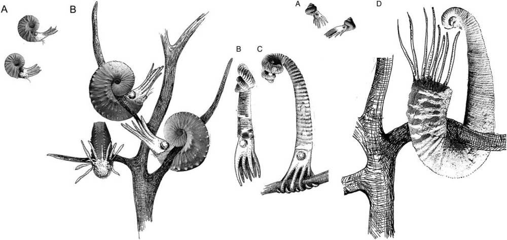 Hooked ammonoids