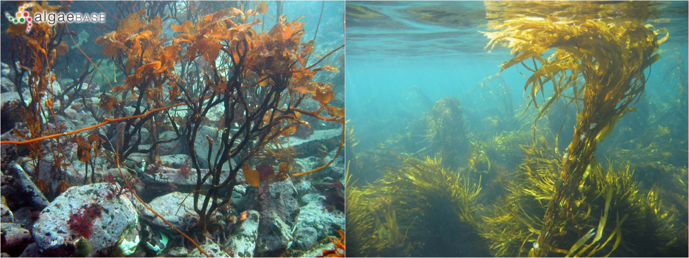 Lessonia-Macrocystis