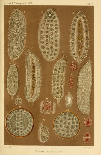 Salinella_salve_Frenzel