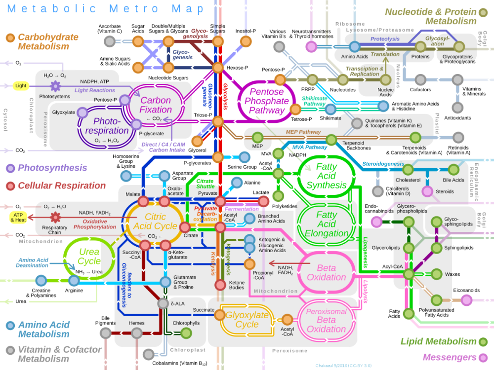 1200px-Metabolic_Metro_Map.svg
