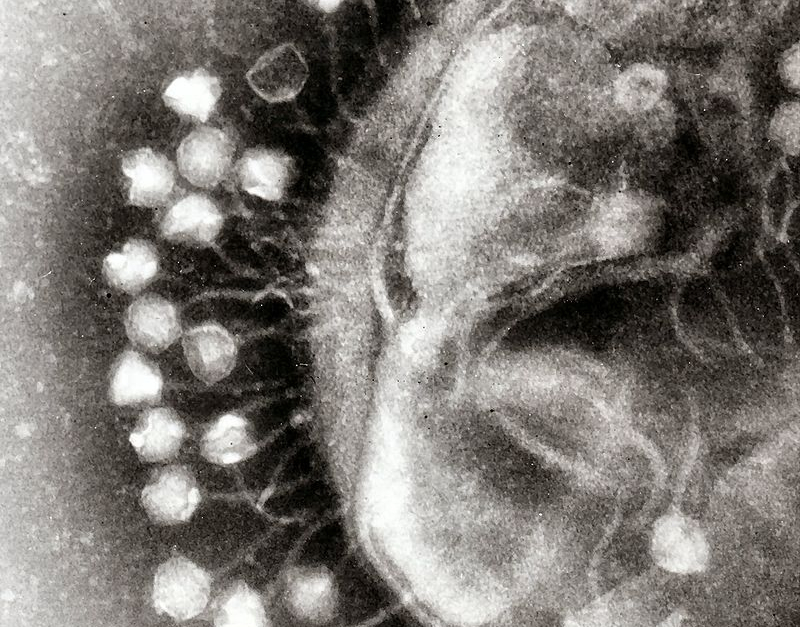 800px-Phage