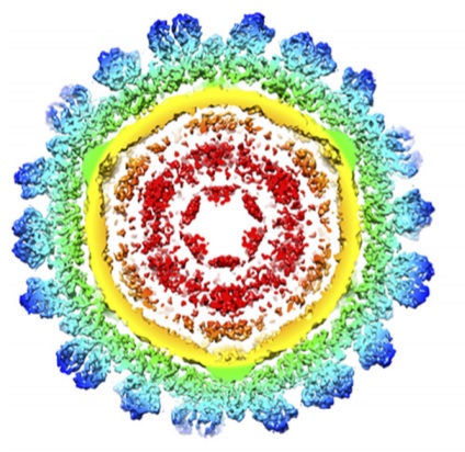CNV virus