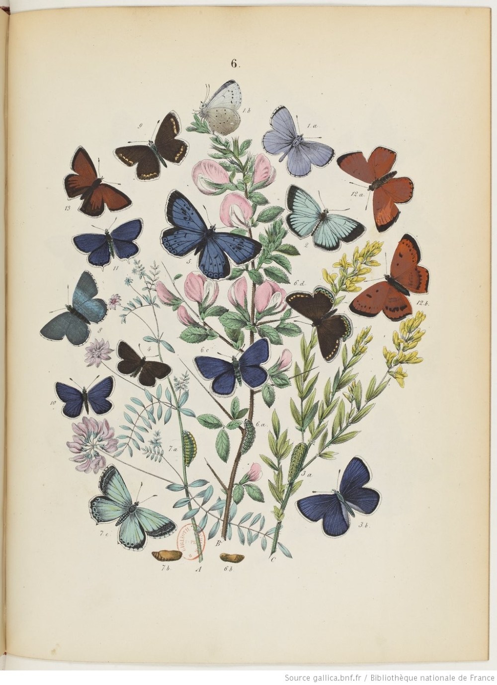 Monde papillons portada